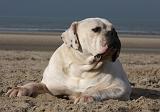 BOULEDOGUE AMERICAIN 162